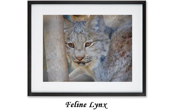 Feline Lynx